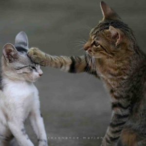 conscience emotionnelle en communication animale conscience emotionnelle en communication animale