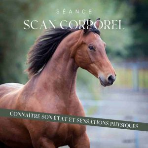 scanner corps cheval par communication animale scanner corps cheval par communication animale