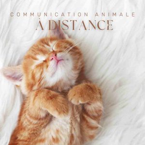 Communication animale intuitive à distance