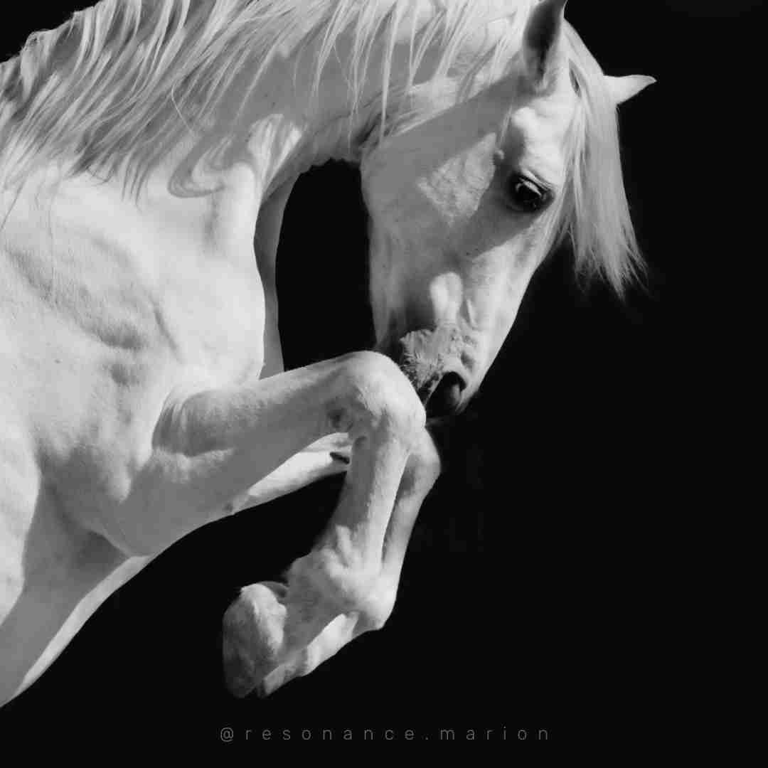Connexions animales chevaux