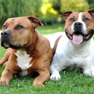 Extraits connexions animales avec chiens Extraits connexions animales avec chiens