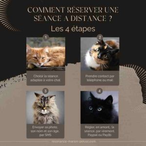 Réserver communication animale chat Réserver communication animale chat