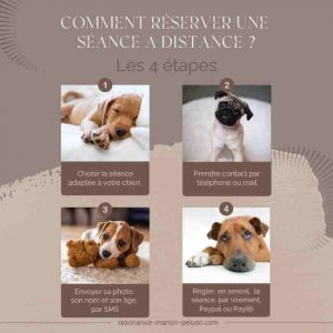 Réserver communication animale chien Réserver communication animale chien