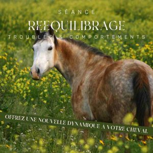 Séance rééquilibrage chevaux Séance rééquilibrage chevaux