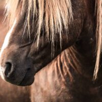 apprendre parler aux chevaux