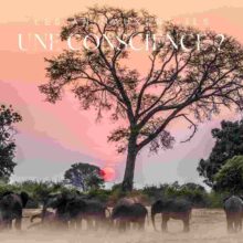 Article Conscience des animaux Article Conscience des animaux