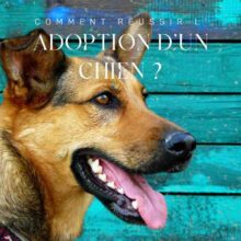 Bien adopter un chien Bien adopter un chien