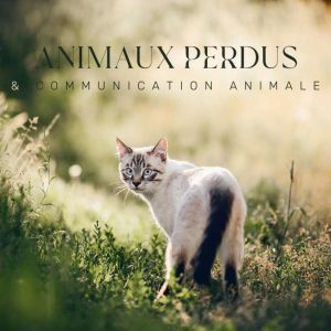 Blog Animaux perdus et communication animale