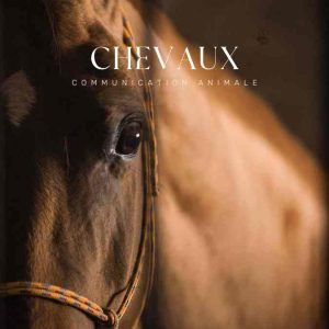 Les séances communication animale pour les chevaux