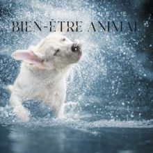 qu'est ce que le bien être animal qu'est ce que le bien être animal