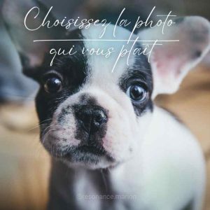Choix de la photo pour communication animale