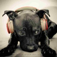 Beaucoup bénéfices avec connexion animale Beaucoup bénéfices avec connexion animale pour chien