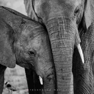 Ressentir les animaux