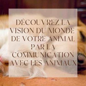 Vidéo sur communication intuitive avec les animaux