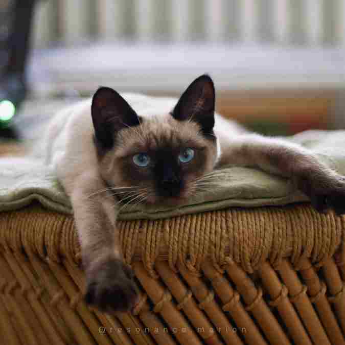 Aider un chat à bien vivre un déménagement