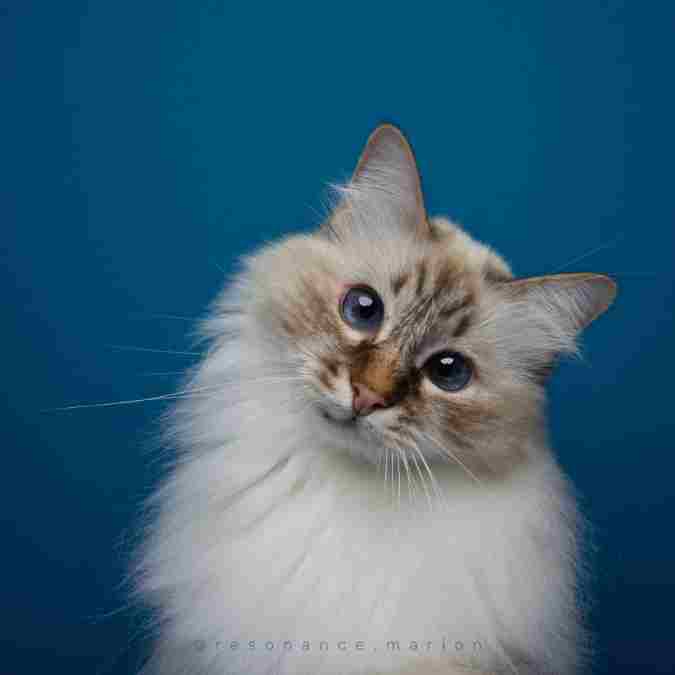 Des chats aiment les interactions sociales