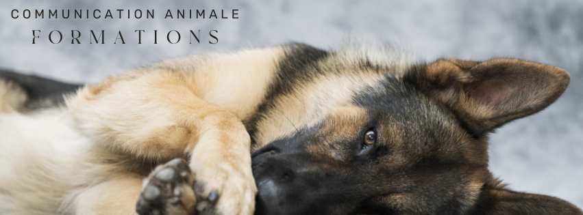 Formations Communication avec les animaux