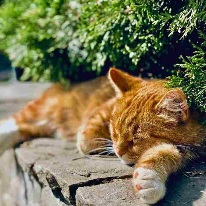 Les chats sont solitaires