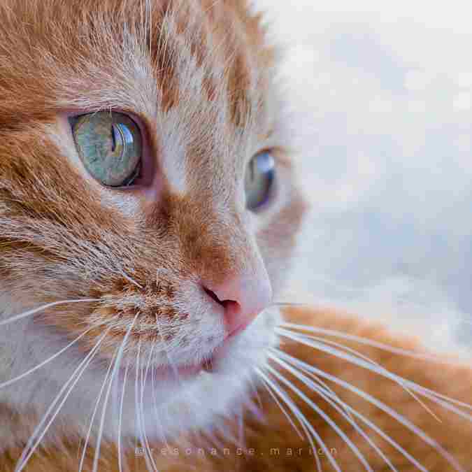 Les chats stressent facilement