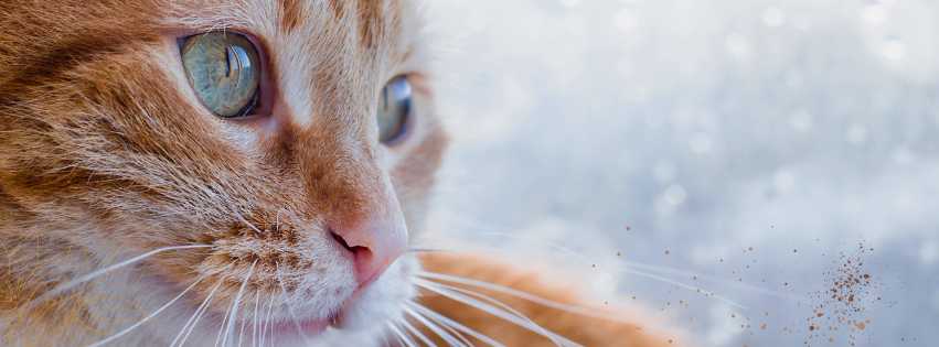 Pourquoi mon chat est stressé