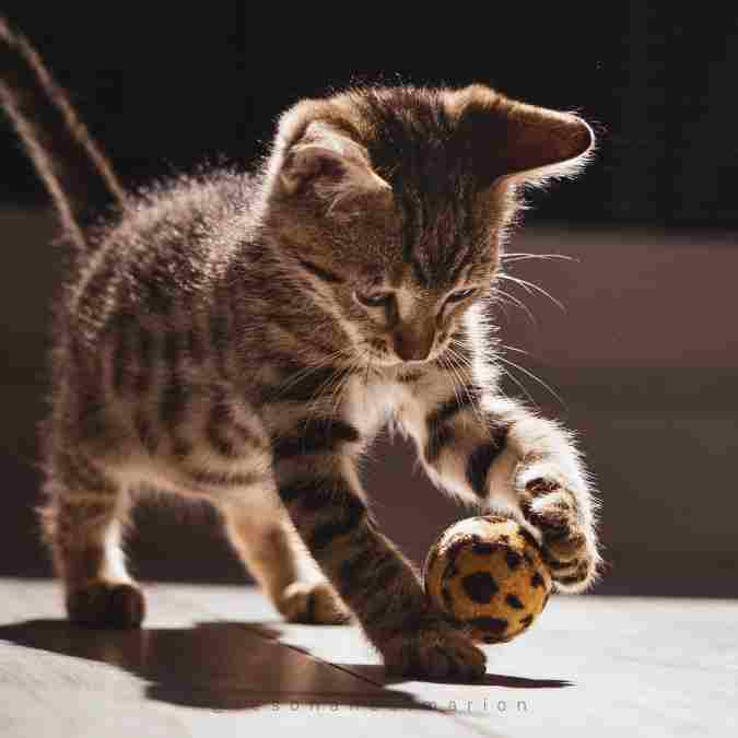Stimuler un chat favorise son équilibre intérieur