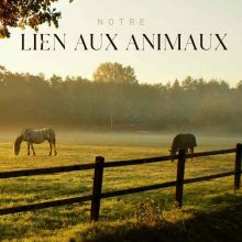Article blog lien animaux Article blog lien animaux