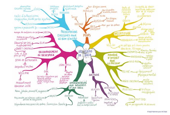 7 familles de Fleurs de Bach Humains