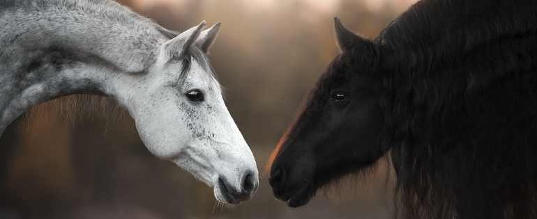 Article Fleurs de Bach pour animaux