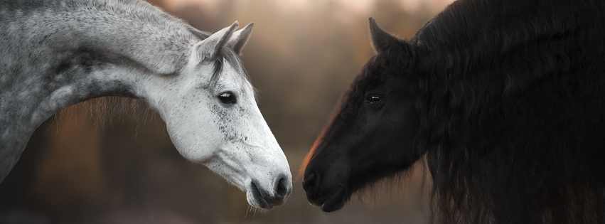 Article Fleurs de Bach pour animaux