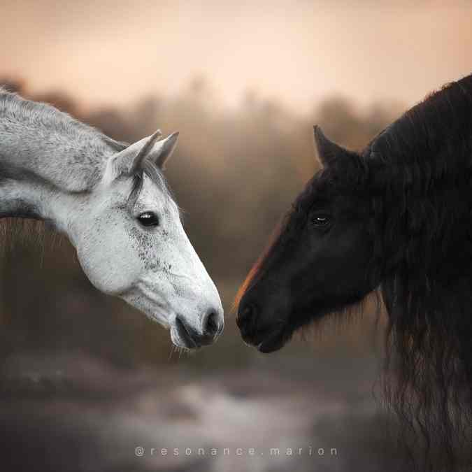 Article fleurs de bach et communication animale