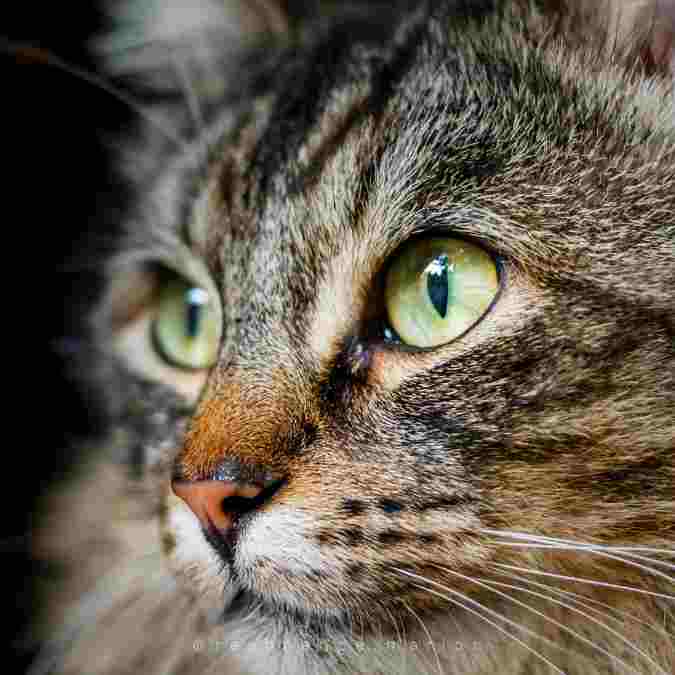 Chat serein