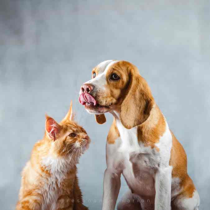 Le stress chez les chiens
