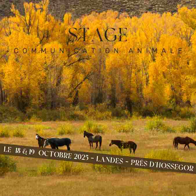 Stage communication avec animaux octobre 2025