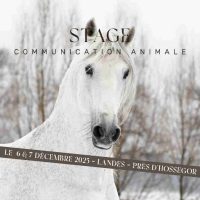 Stage 2025 Comm Animale