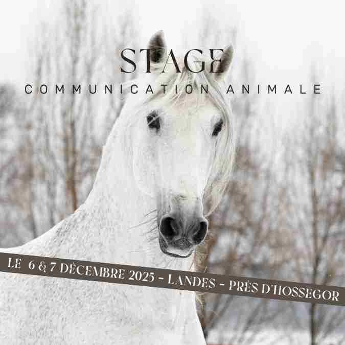Stage 2025 Comm Animale
