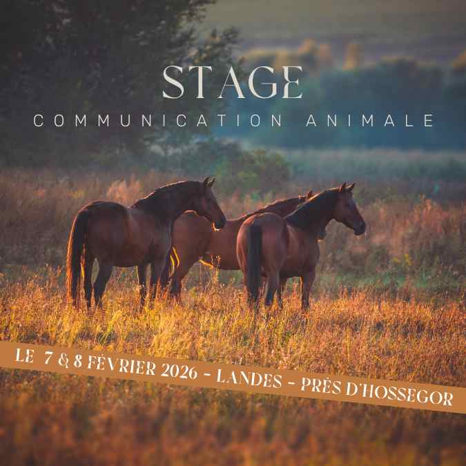 Stage février 2026