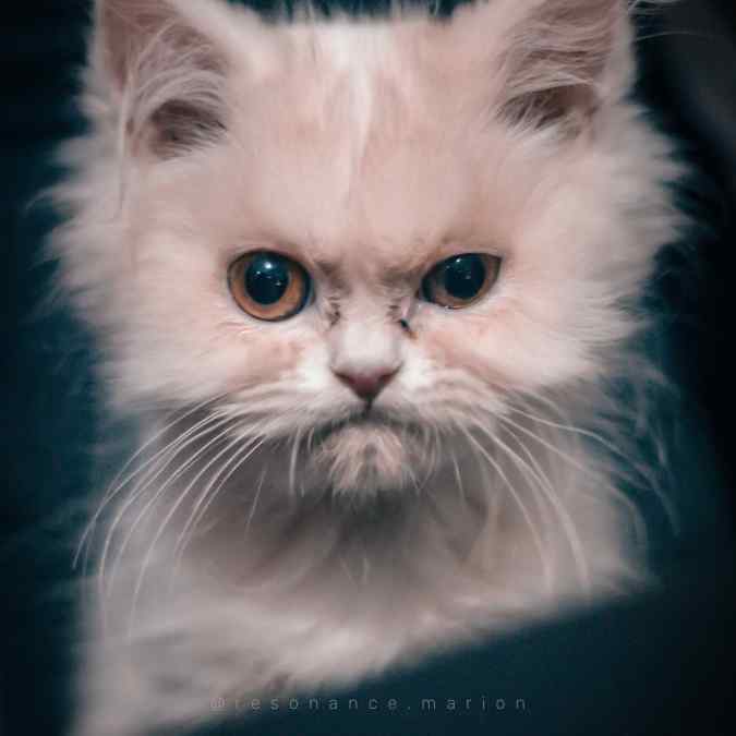 Aider animaux avec EFT et CA