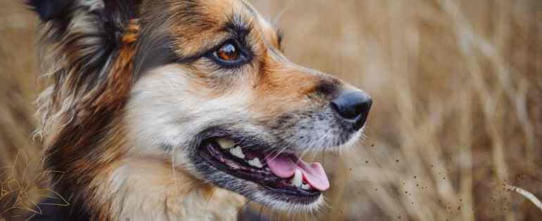 EFT et Communication animale Article