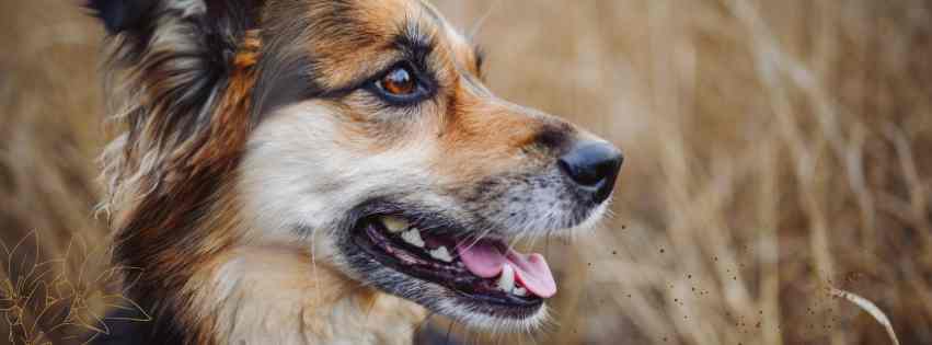 EFT et Communication animale Article