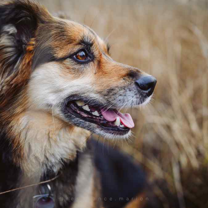 EFT et communication animale