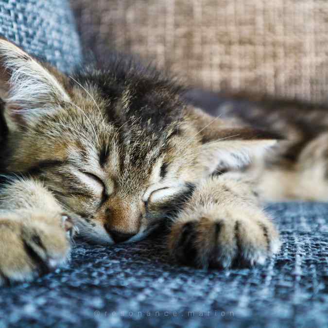 Les émotions chez les animaux