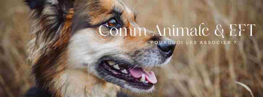 Formation en ligne EFT et Communication Animale