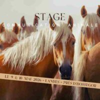Stage comm animale mai 2026 Stage comm animale mai 2026