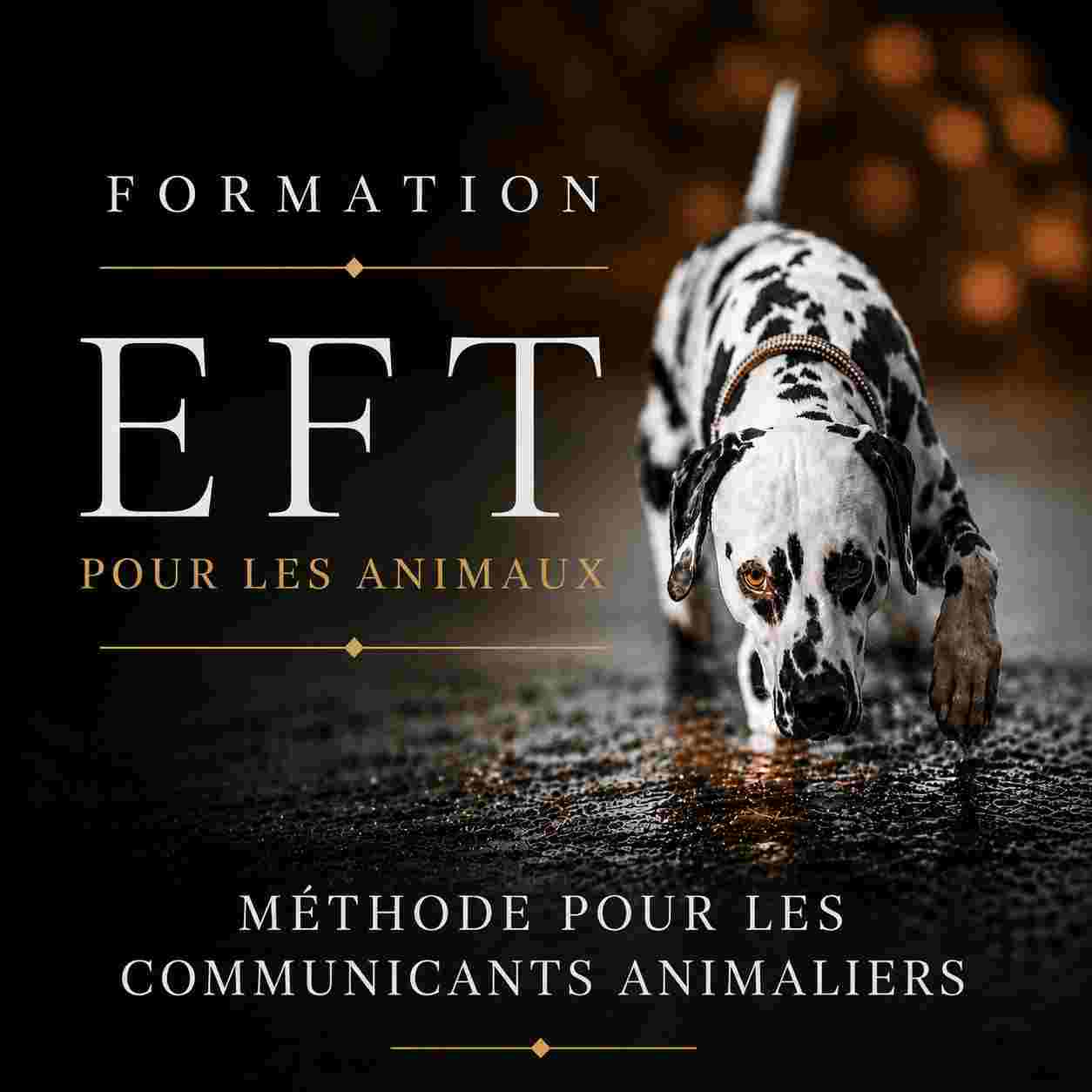 Formation EFT pour animaux