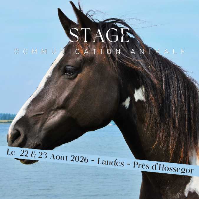 Stage Communication animale Aout 2026
