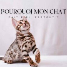 Article chat fait pipi partout Article chat fait pipi partout