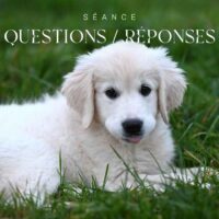 Communication animale Chien questions réponses Communication animale Chien questions réponses