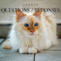 Prix communication animale chat Questions Réponses Prix communication animale chat Questions Réponses