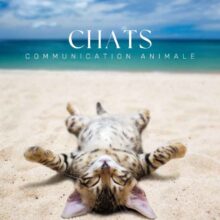 Séances communication animale Chats Séances communication animale Chats